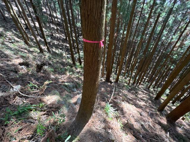 吾妻山の村松峠からの下り道