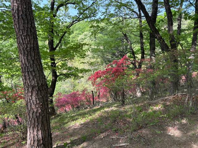 吾妻山上り登山道新緑とつつじ