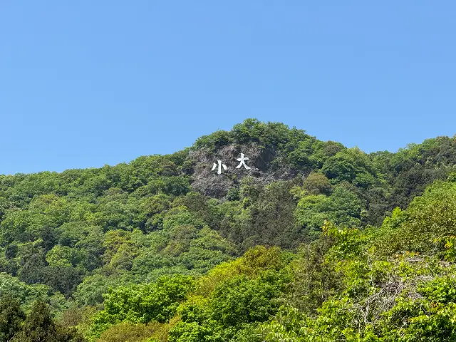 大小山の新緑