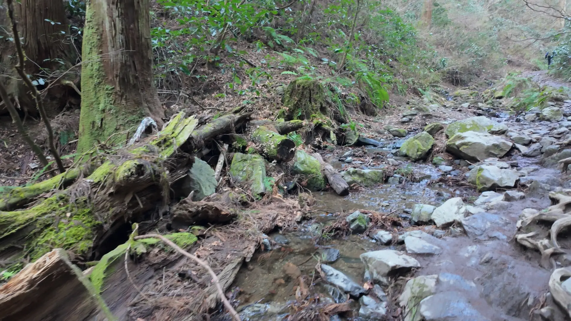 高尾山6号路 沢の上流部