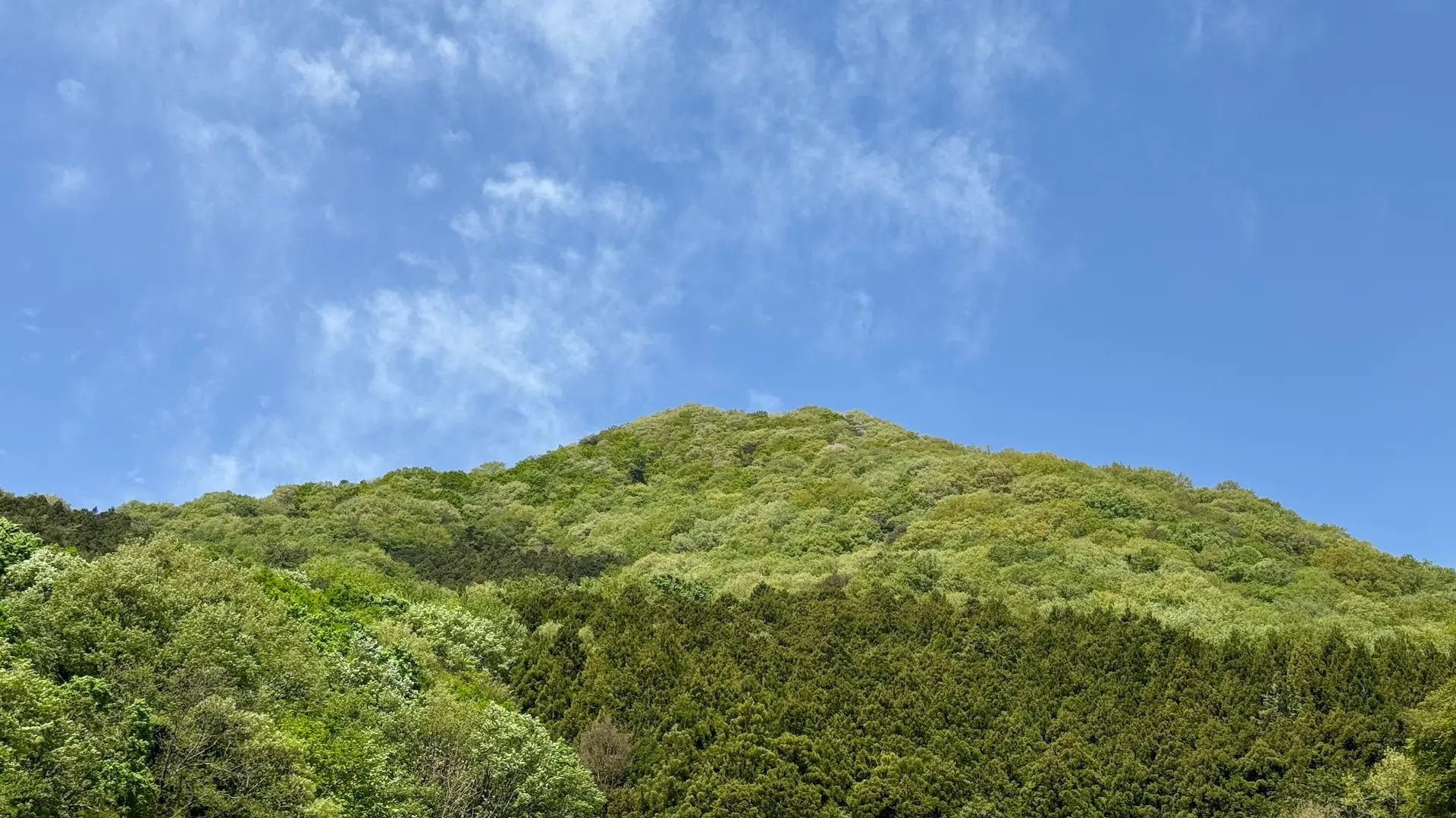 新緑で覆われる吾妻山