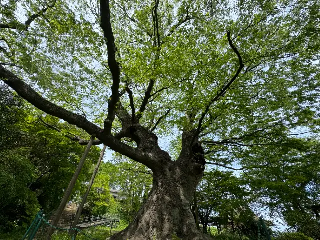 群馬県太田市金山の大ケヤキの新緑