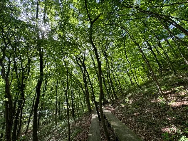 みかも山公園東の木道からの新緑