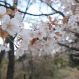 高尾山 山桜を見に一丁平へ（6号路・病院道・1号路・大見晴台・一丁平・5号路・稲荷山コース）4月中旬 日帰り早朝登山コースレポート