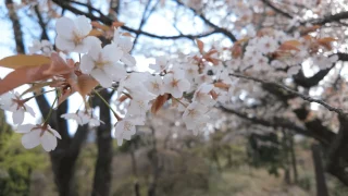 高尾山 山桜を見に一丁平へ（6号路・病院道・1号路・大見晴台・一丁平・5号路・稲荷山コース）4月中旬 日帰り早朝登山コースレポート