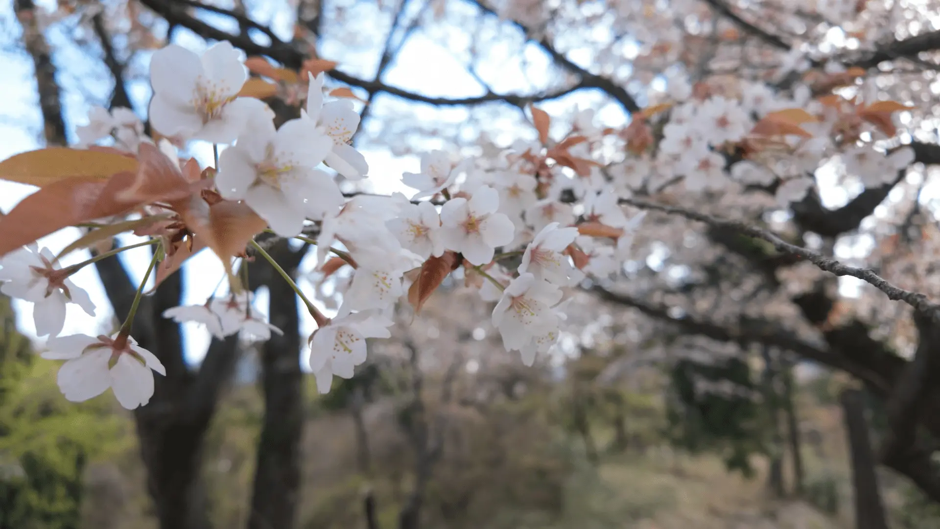 高尾山・一丁平のヤマザクラ