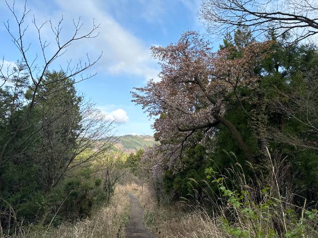 高尾山・もみじ台付近