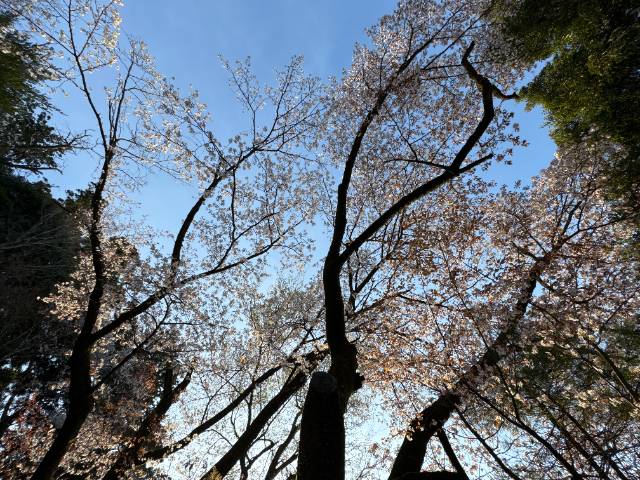 高尾山・薬王院付近の桜