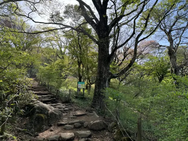 筑波山 御幸ヶ原 かたくりの里付近の新緑