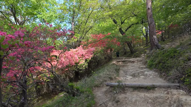 群馬県桐生市の吾妻山の新緑とツツジ