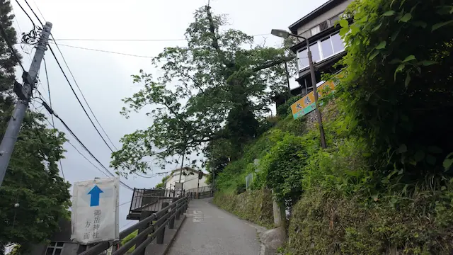 東京都御岳山の神代ケヤキ