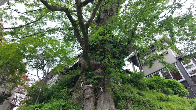 東京都御岳山の神代ケヤキ02