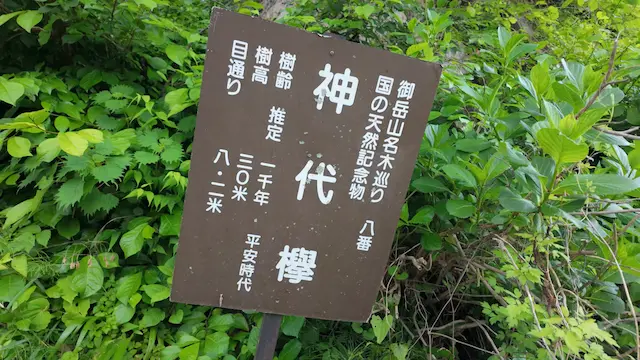 東京都御岳山の神代ケヤキ解説板