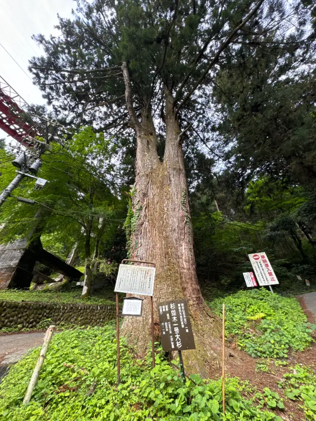 御岳山登山口にある杉並木1号大杉